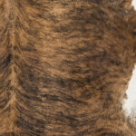 Duke 5x7 - Image 5